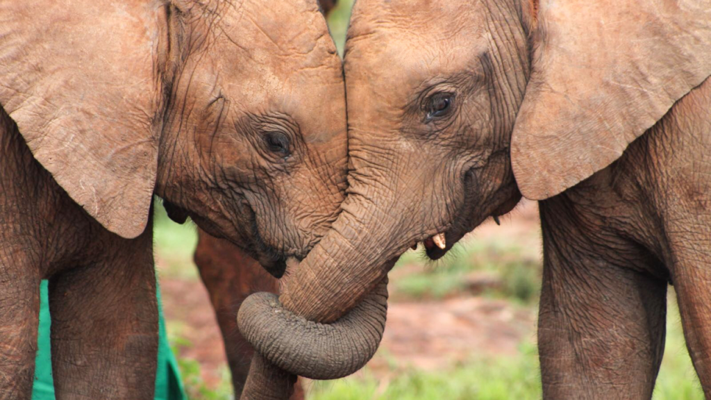 Elephants & their Stories