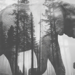 The Elephant Sanctuary in Tennessee